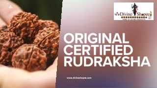 Original Certified Rudraksha – Buy Certified Rudraksha Online with Divine Shopee