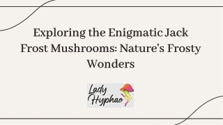 Jack Frost Mushrooms – Vigorous & Frosty Fruiting Strain for Premium Yields