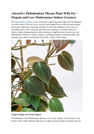 Attractive Philodendron Micans Plant With Pot