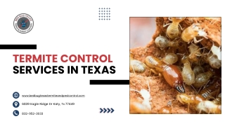Expert Termite Control Services in Texas