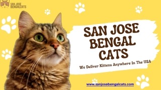 price for Bengal Cats in Miami | San Jose Bengal CatsGet the best