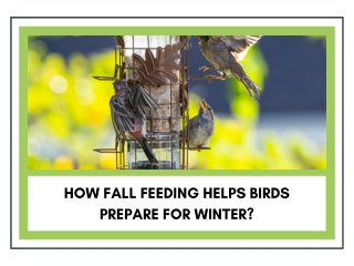 How Fall Feeding Helps Birds Prepare for Winter?