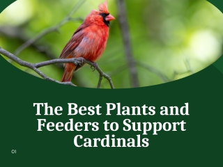 The Best Plants and Feeders to Support Cardinals