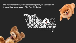 The Importance of Regular Cat Grooming Why an Express Bath is more than just a wash — The Pets Workshop