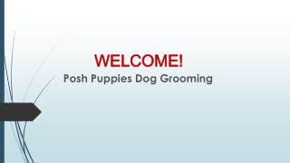 Best Puppy Grooming in Chelsea Green