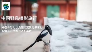中国の珍しい鳥類の驚異を探求し、記録し、つながるために