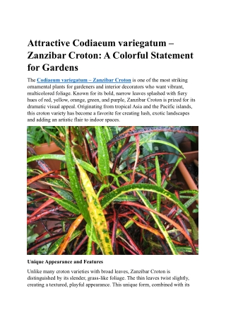 Attractive Codiaeum variegatum – Zanzibar Croton – Exotic Foliage for Stu