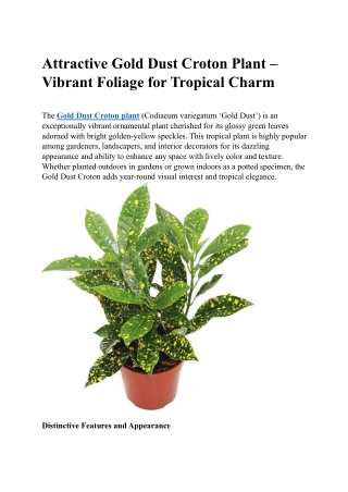 Attractive Gold Dust Croton Plant – Vibrant Foliage for Gardens and Indoors