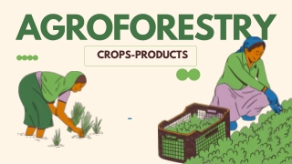 CROP PRODUCTS in Agroforestry
