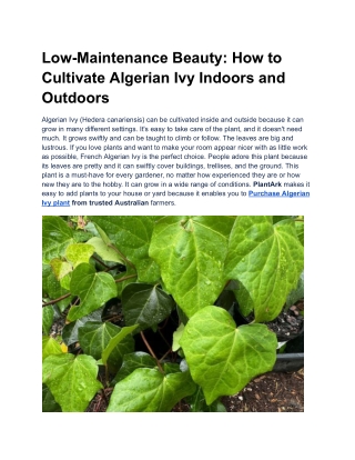 Low-Maintenance Beauty_ How to Cultivate Algerian Ivy Indoors and Outdoors