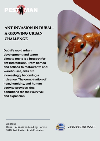 Ant Invasion in Dubai – A Growing Urban Challenge