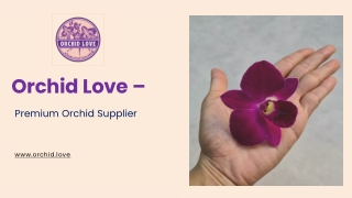 Orchid Love – Premium Orchid Supplier