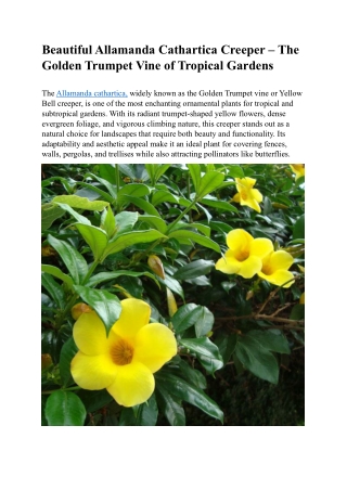 Beautiful Allamanda Cathartica Creeper – Tropical Golden Beauty