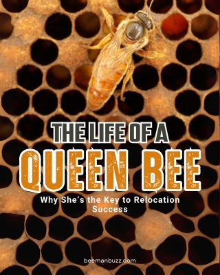 The Life of a Queen Bee Why She’s the Key to Relocation Success