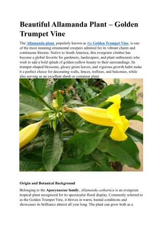 Beautiful Allamanda Plant