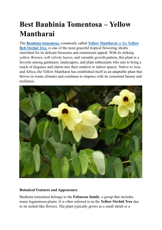 Best Bauhinia tomentosa – Yellow Mantharai