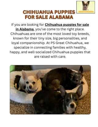 Chihuahua Puppies for Sale Alabama by Ps Great Chihuahua