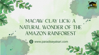 Macaw Clay Lick A Natural Wonder of the Amazon Rainforest