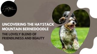 Family Companions for Life – Haystack Mountain Bernedoodles