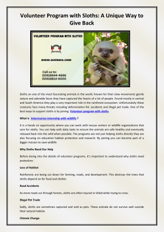 Volunteer program with sloths