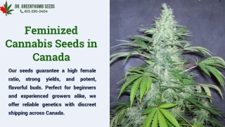 Buy Feminized Cannabis Seeds in Canada | Dr. Greenthumb Seeds