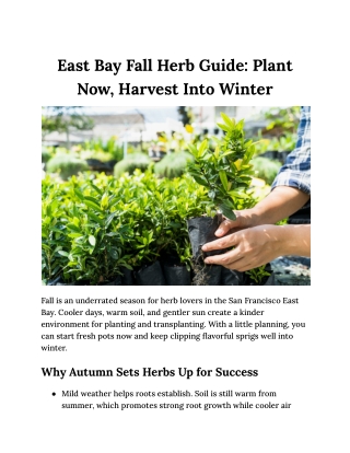 East Bay Fall Herb Guide: Plant Now, Harvest Into Winter