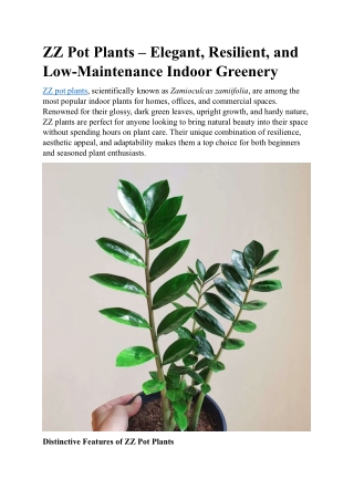 ZZ Pot Plants – Hardy Indoor Greenery