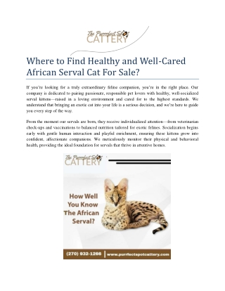 Where to Find Healthy and Well-Cared African Serval Cat For Sale?