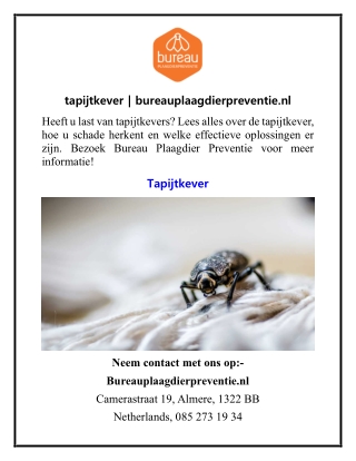 tapijtkever  bureauplaagdierpreventie.nl