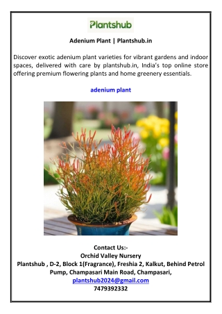 Adenium Plant | Plantshub.in