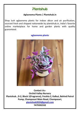 Aglaonema Plants | Plantshub.in