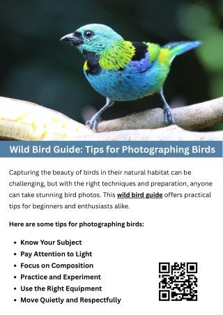 Wild Bird Guide Tips for Photographing Birds