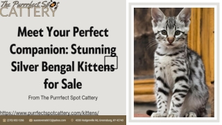 Meet Your Perfect Companion Stunning Silver Bengal Kittens for Sale