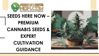 SEEDS HERE NOW – PREMIUM CANNABIS SEEDS & EXPERT CULTIVATION GUIDANCE