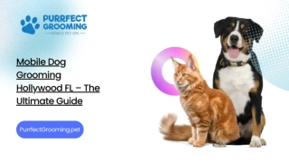 Mobile Dog Grooming Hollywood FL – The Ultimate Guide