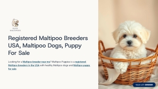Maltipoospuppies.com