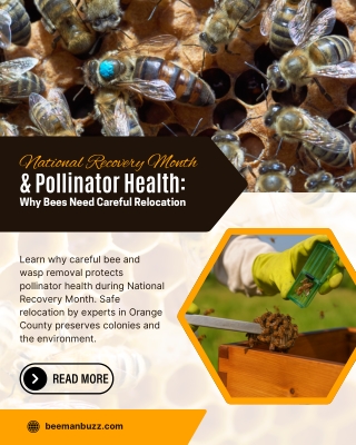 National Recovery Month & Pollinator Health Why Bees Need Careful Relocation