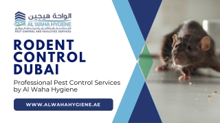 Rodent Control in Dubai