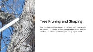 Tree Pruning Calgary - Evergreen Ltd
