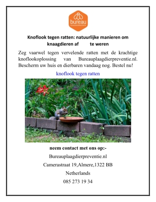 Knoflook tegen ratten natuurlijke manieren om knaagdieren af ​​te weren