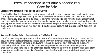 Premium Speckled Beef Cattle & Speckle Park Cows for Sale