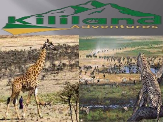 Serengeti  Wildbeest Migration