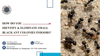How to Identify and Eliminate Small Black Ant Colonies Indoors