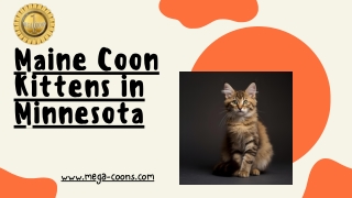 Maine Coon Kittens in Minnesota: Affectionate, Healthy Companions Ready to Shine