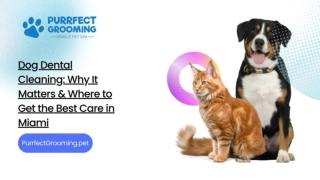 Dog Dental Cleaning: Why It Matters & Where to Get the Best Care in Miami