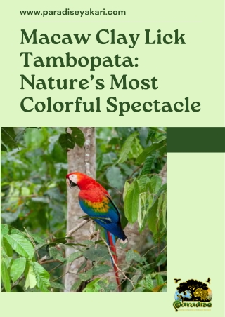 Macaw Clay Lick Tambopata Nature’s Most Colorful Spectacle
