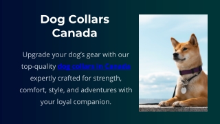 Dog Collars Canada