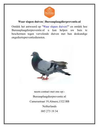 Waar slapen duiven  Bureauplaagdierpreventie.nl