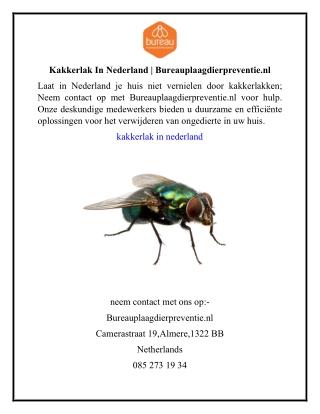 Kakkerlak In Nederland  Bureauplaagdierpreventie.nl