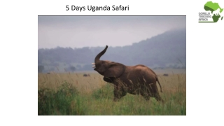 5 Days Uganda Safari